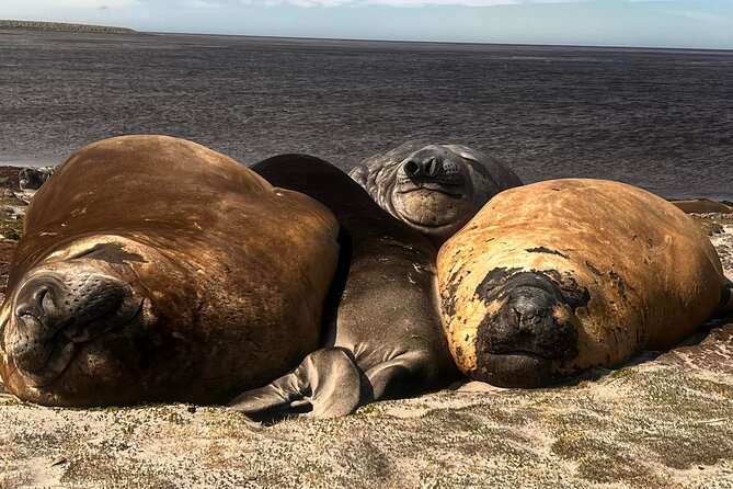 6 Hours Wild Tour With Penguins, Elephant Seals in East Falklands - Good To Know