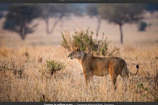 1 Day Joined Group Safari to Tarangire National Park - Reserve Now and Pay Later Option