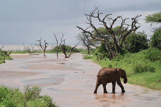 1 Day Lake Manyara Private Experience - Safari Jeep Features