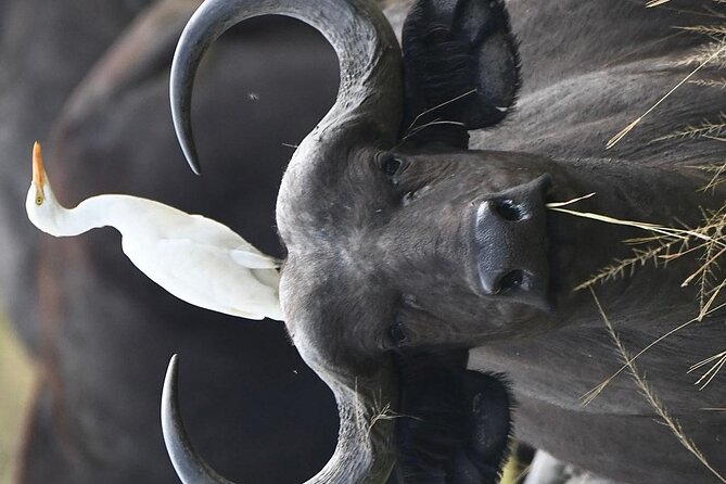 1 Day Lake Mburo Nature Safari Holiday Tour - Price and Booking Details