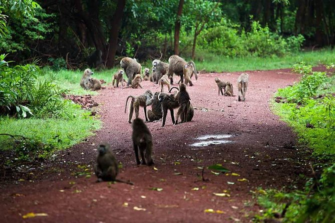 1 Day Manyara National Park - Operator Information