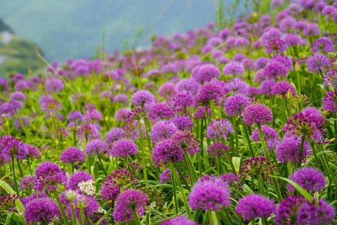 1 Day Romantic Tour in Oriental Provence Lavender Manor and Mutianyu Great Wall - Booking Information