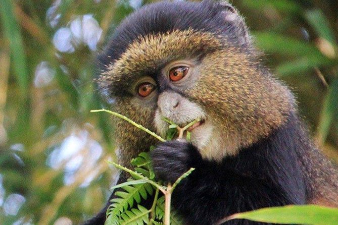 1 Day Rwanda Golden Monkey Tracking Tour - Booking and Cancellation Policy
