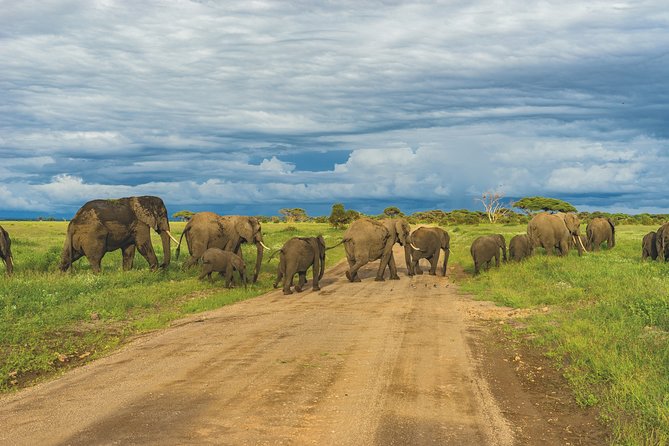1 Day Tarangire National Park Private Safari - Pickup Locations and Logistics