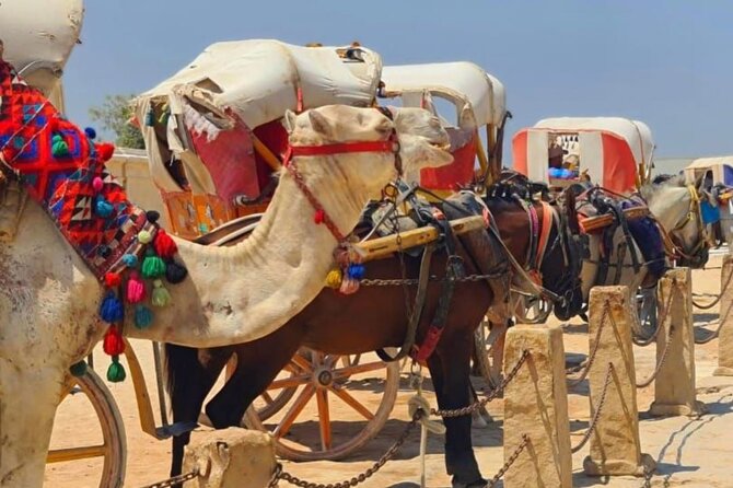 1 Day Tour in Cairo From Sharm El Sheikh - Tour Operator