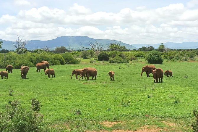 1 Day Tsavo East Safari From Kenya Coast (Cost Based on Minimum 2 Persons) - Itinerary Schedule