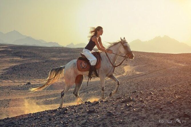 1-Hour Horse Ride Adventure in Sharm El-Sheikh - Booking Information
