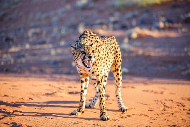 10 Day Great Migration Photographic Safari - Safari Vehicle