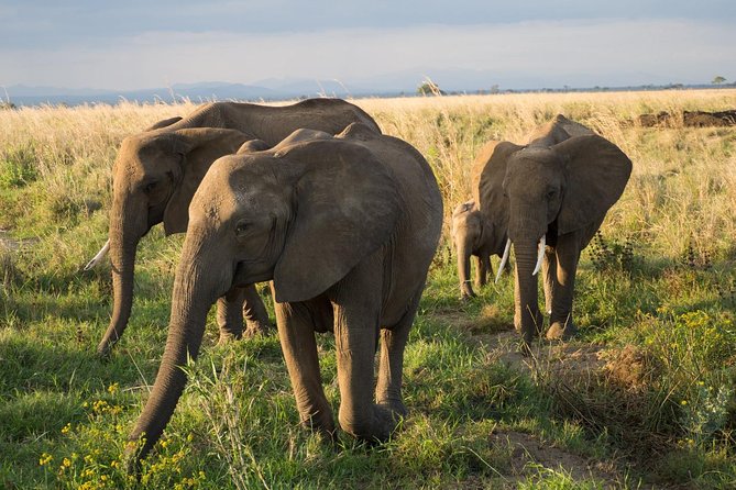 10-Day Northern Tanzania Wildlife Experience - Transportation and Logistics