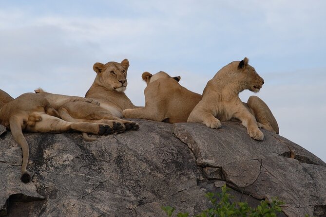 10-DAY Southern Tanzania Safari Circuit With Accommodation - Pricing and Lowest Price Guarantee