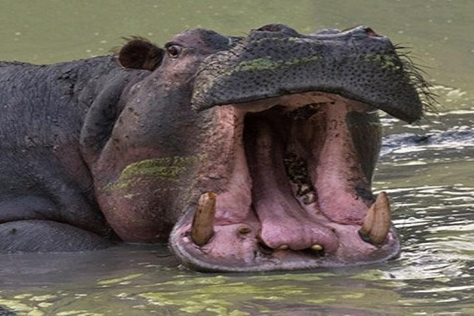 10 Days Classic Uganda Safari - Transport Logistics