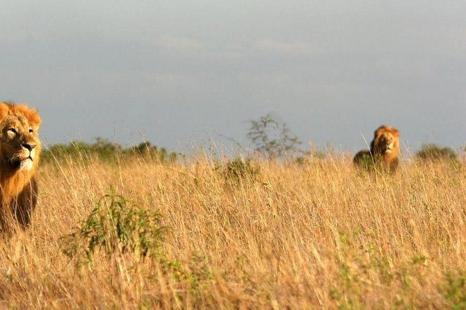 10 Days Wildebeest Migration Safari Package 2021 - Booking and Payment