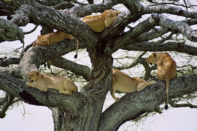 11 Days Best Tanzania Northern Circuit Luxury Wildlife Safari - Spectacular Wildlife Encounters