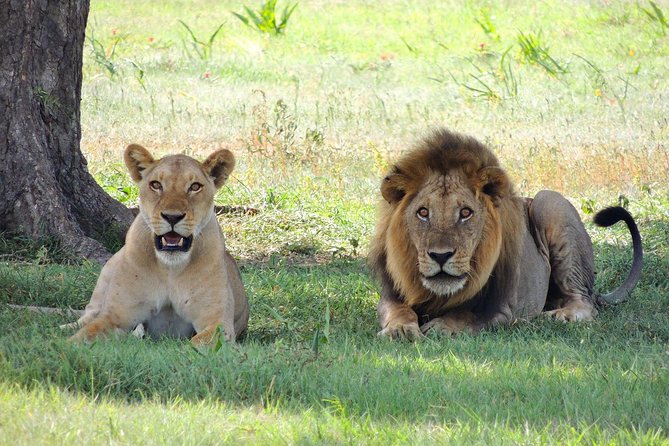 11 Days Classic Luxury Safari Tour Tanzania - Booking Information
