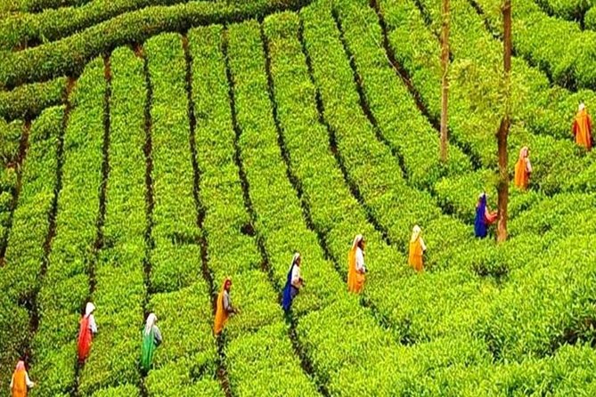 12 Days 11 Nights Ancients City Exploer With Holiday Walkers Sri Lanka - Culinary Experiences Included
