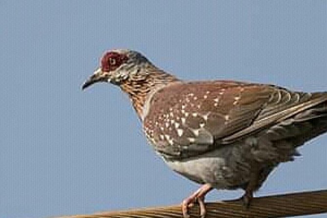 12 Days :Birding Tours in Senegal - Accommodation and Activities