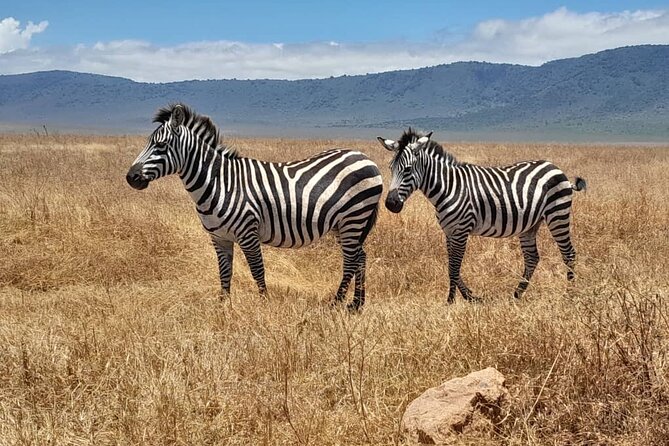 12 Days Tanzania Trip Kilimanjaro Lemosho Trek and Safari Combo - Pickup and Meeting Details