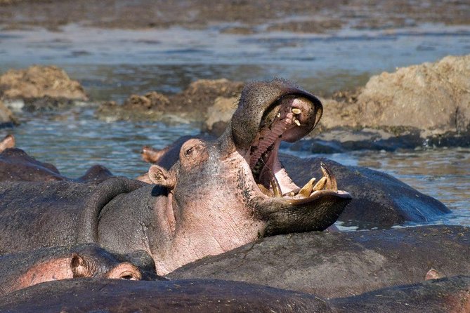 13 Days/ 12 Days Private Group Safari. - Group Size and Logistics