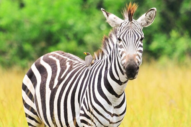 15-Day Wildlife Safari and Gorilla Trekking in Uganda - Accessibility and Health Information