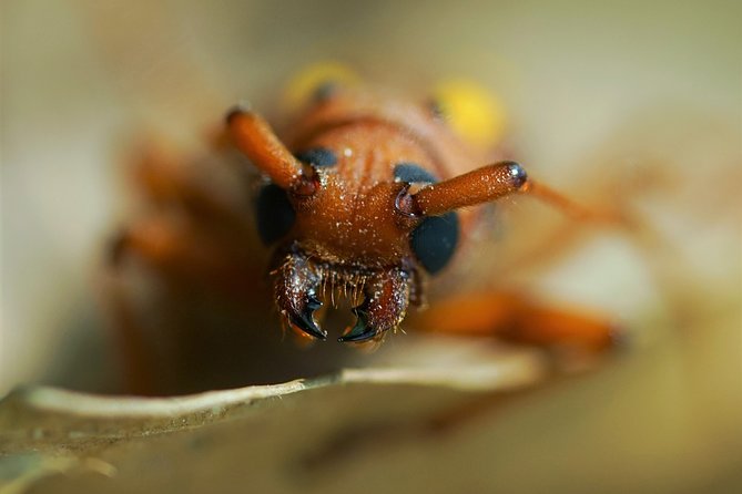 2-Day Camping Tour to Pacaya-Samiria National Park From Iquitos - Important Considerations