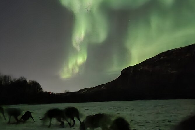 2 Day Overnight Cabin at the Kennel With Dog Sledding in Alta