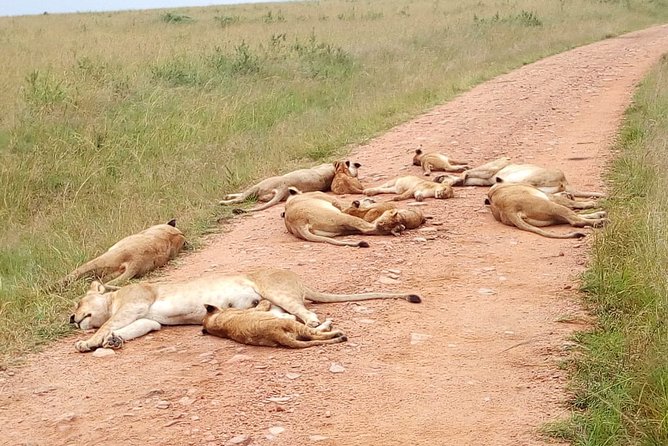 2-Day Private Safari Tour of Lake Nakuru National Park - The Sum Up