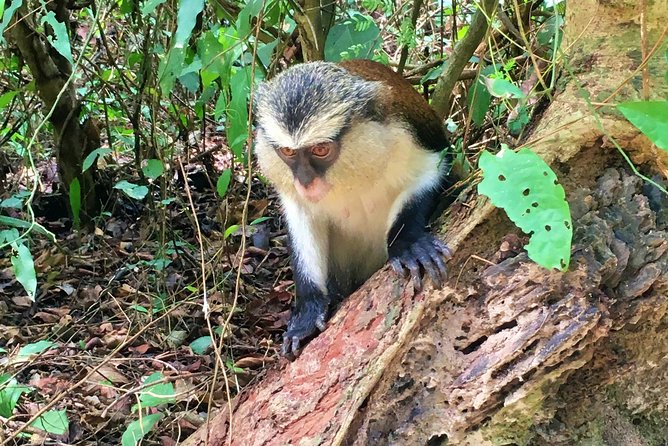 2-Day Private Waterfalls and Monkey Sanctuary in Eastern Ghana - The Sum Up