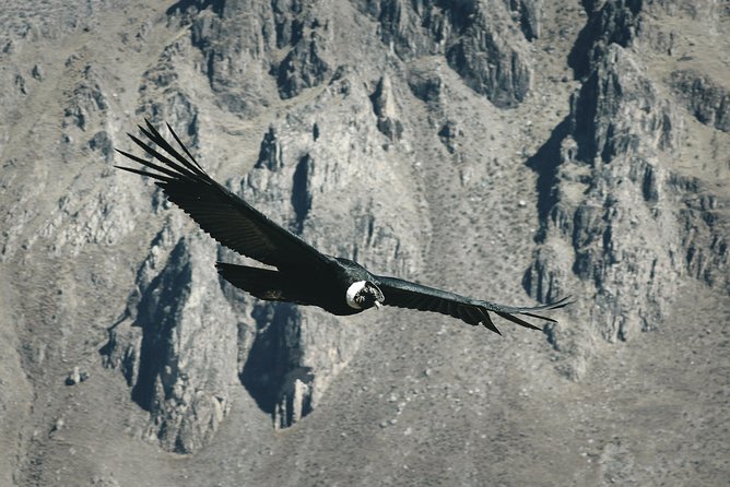 2-day Tour: Puno To Chivay And Canyon Of Colca - Exploring Colca Canyon
