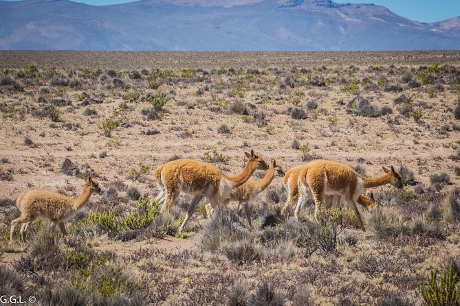 2 - Day Tour To Colca Canyon From CUSCO - Travel Tips