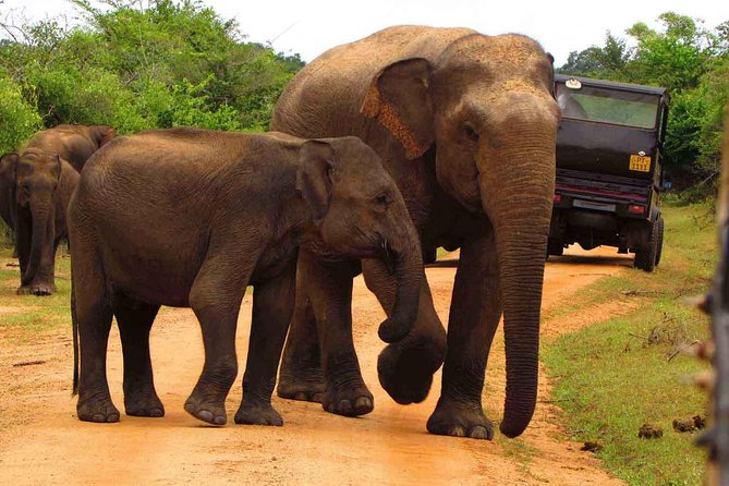 2 Day Tour To Sinharaja Rain Forest & Udawalawa From Colombo - Accessibility and Requirements