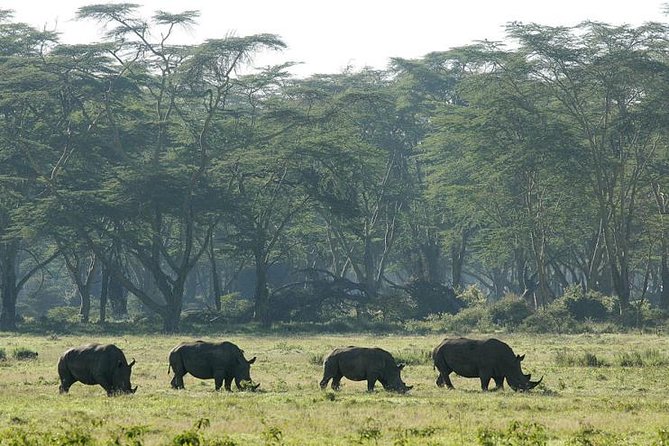 2 Days 1 Night Lake Nakuru National Park Tour - Itinerary Highlights