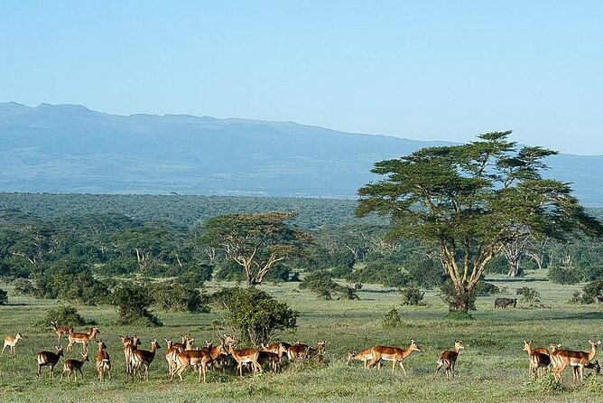 2 Days Aberdare National Park & Solio Ranch Safari - Booking Information