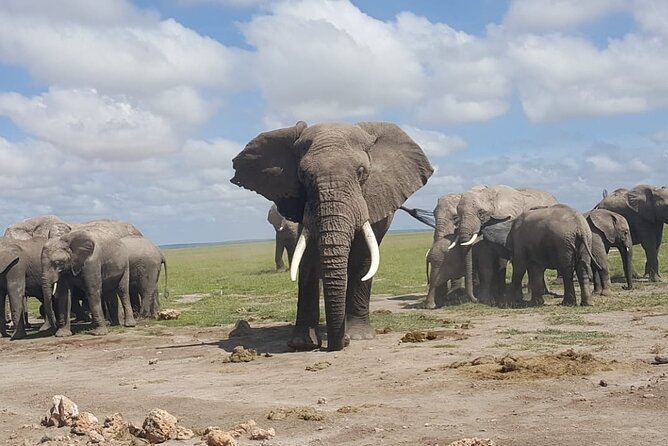 2 Days Amboseli National Park Overnight Tour - Tour Inclusions