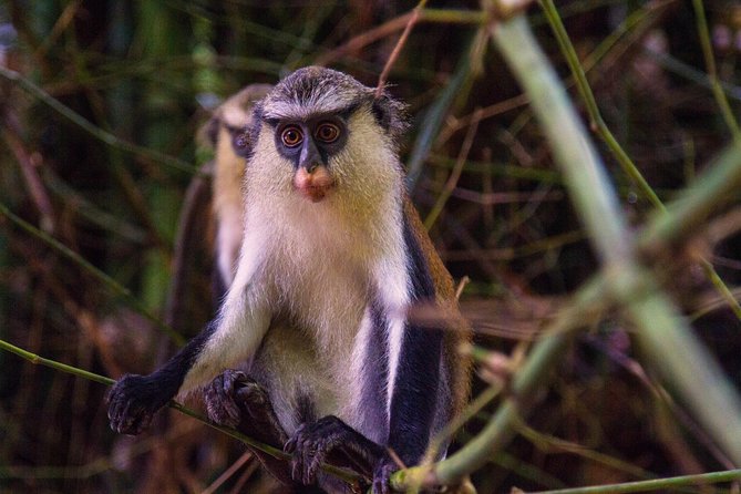 2 Days Eco Volta & Eastern Ghana Tour - Additional Info and Requirements