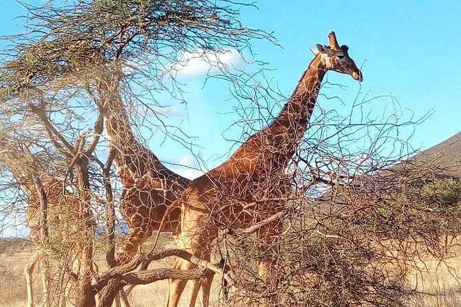2-Days Mikumi National Park Safari - Cancellation Policy