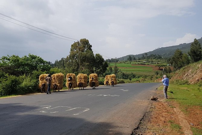 2 Days Nature Tour From Addis Ababa to Awash National Park - What to Expect