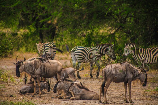 2 Days Safari to Ngrongoro Crater and Trangeri From Znzibar - Booking Information
