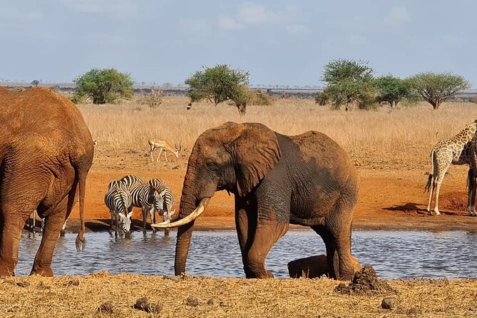 2 Days Taita Hills Conservancy Tour - Booking and Availability