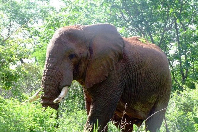 3 Day Amboseli Safari
