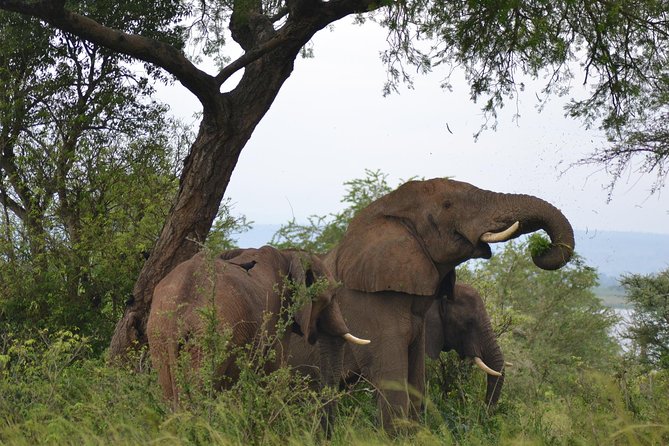 3-Day Big 5 Wildlife Experience in the Giraffe Paradise - Booking and Pricing Information