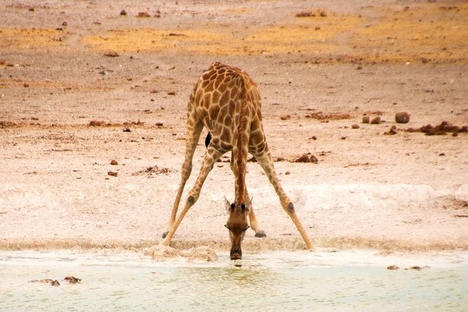 3-Day Etosha Express Accommodated Safari From Windhoek - Traveler Restrictions