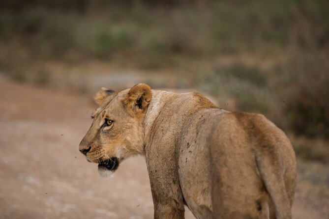 3-Day Nairobi National Park Safari - Background Information