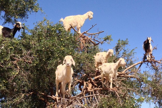 3 Day Private Atlantic Coast Tour From Marrakech - Start Time and Policy