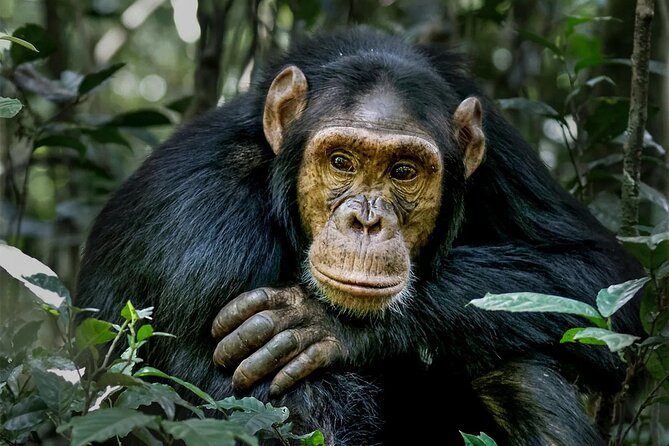 3 Day Safari-Ngamba Island and Kampala City Tour - Directions to Meeting Point