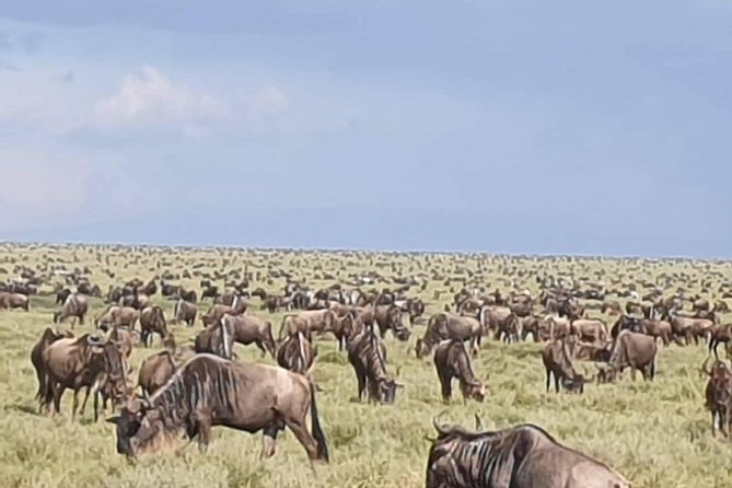 3 Days 2 Nights Masai Mara Joining Safari From Nairobi - Pickup Information and Start Time