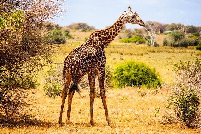 3 Days Amboseli & Tsavo East Jeep Safari From Diani (Min 2 Pax) - Itinerary Highlights