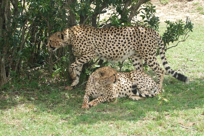 3 Days Amboseli - Transportation Logistics