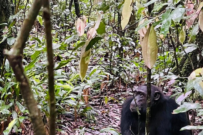3 Days Gorilla and Chimpanzee Trekking in Uganda - Cultural Experiences and Interactions