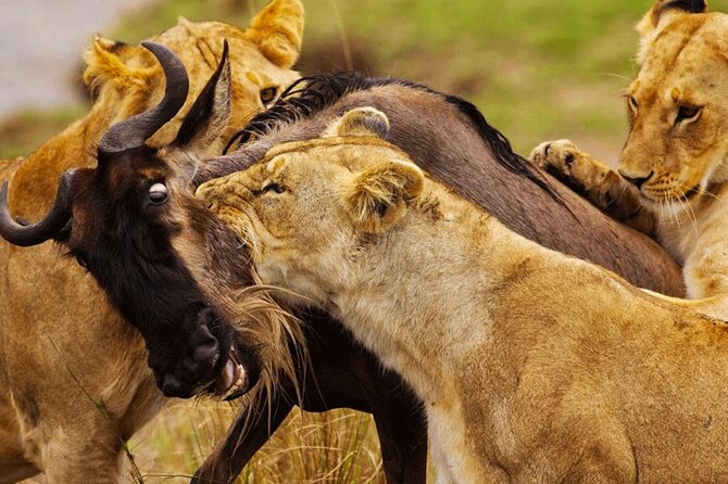 3 Days Maasai Mara Sarova Luxury Safari With a Jeep - Additional Tips and Recommendations