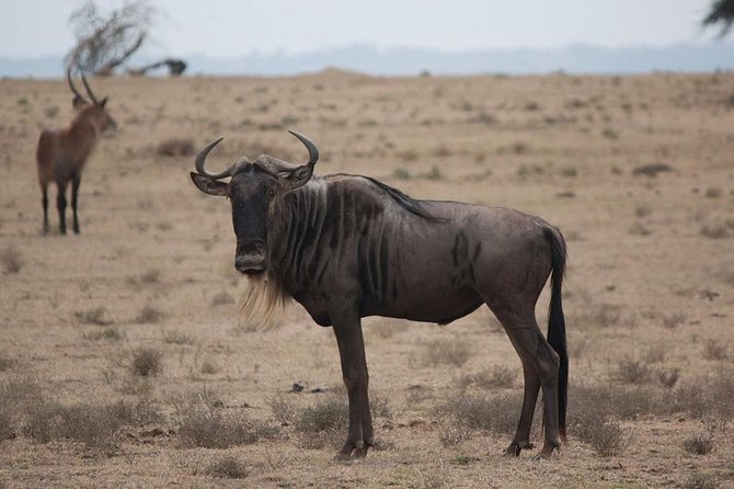 3 Days Nairobi, Tsavo West, Amboseli Safari - Booking and Pricing Details